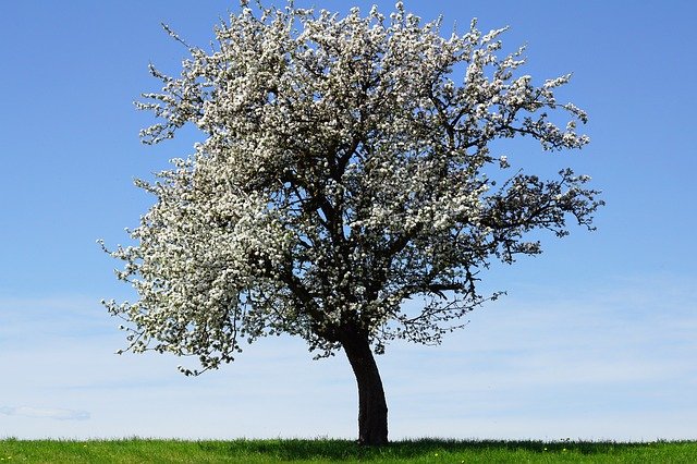 apple tree in blosssom