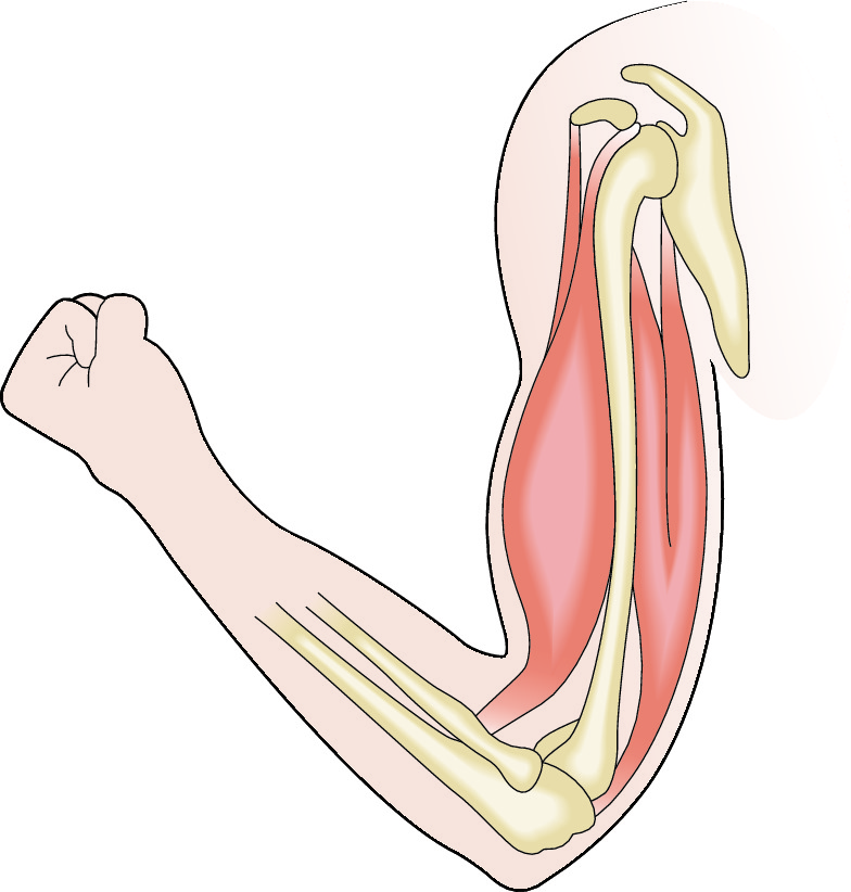 Image of muscle contracting
