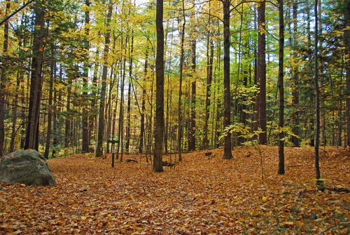 forest woodland