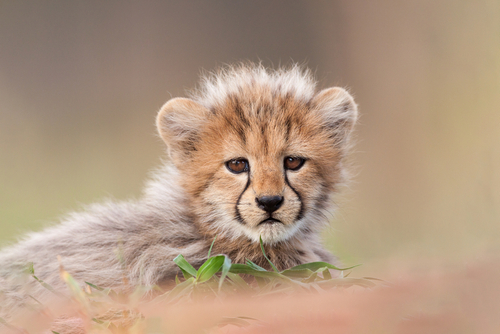 baby cheetah
