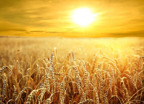 field of wheat