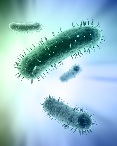 Image of bacteria