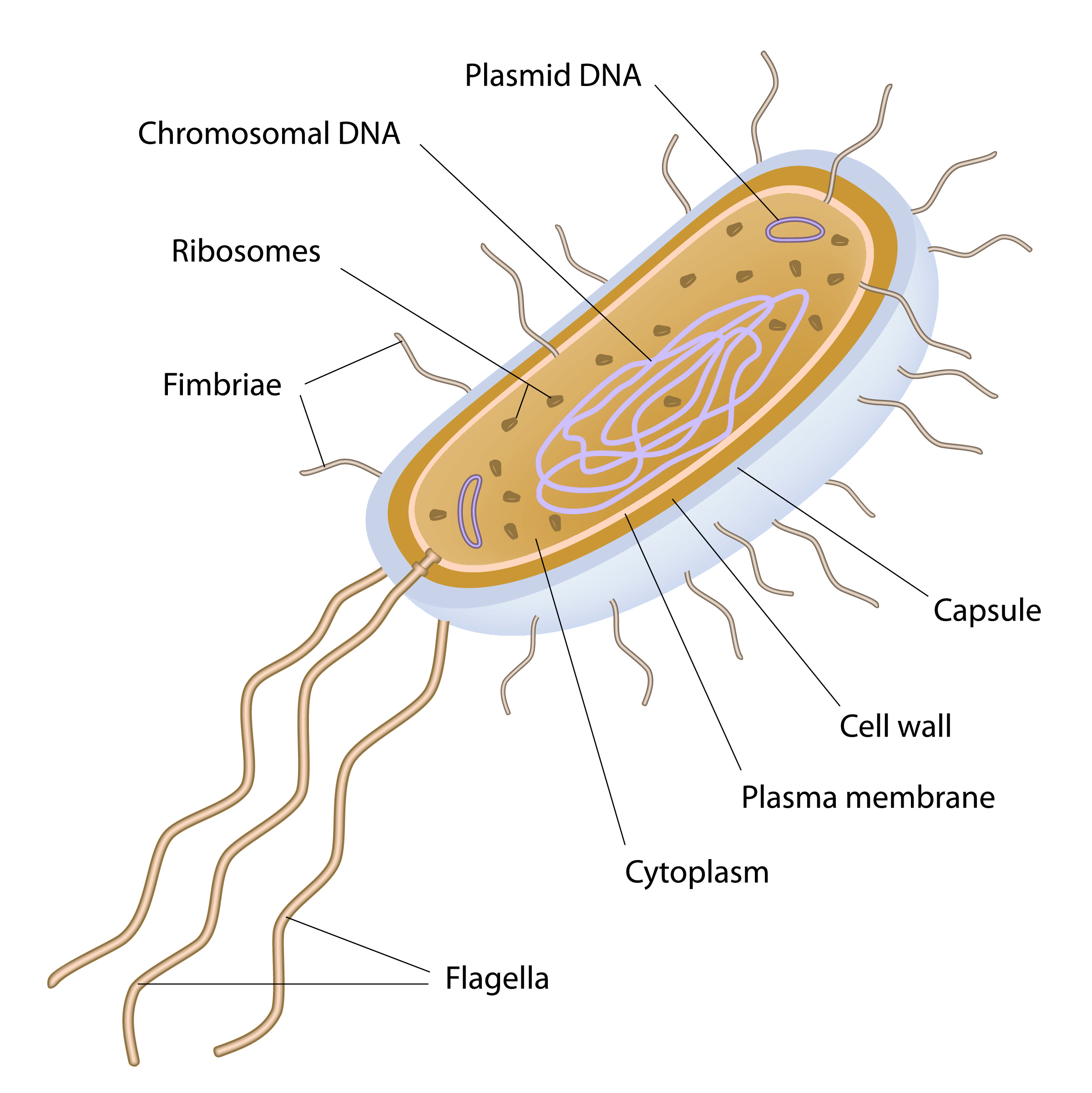 Image of bacterial cell