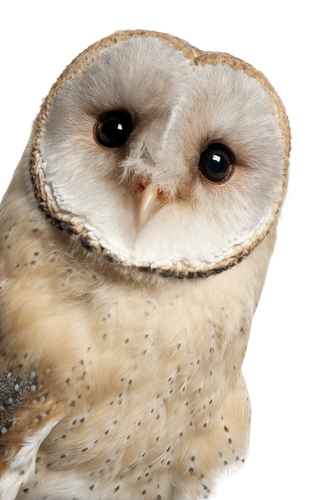 barn owl