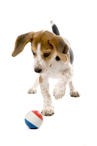 puppy with ball