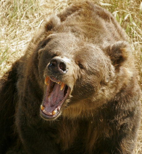 angry bear