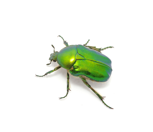 green beetle