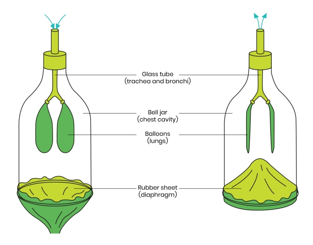 Describe How A Bell Jar Can Be Used As A Model Of Breathing Worksheet Describe How A Bell Jar Can Be Used As A Model Of Breathing Worksheet
