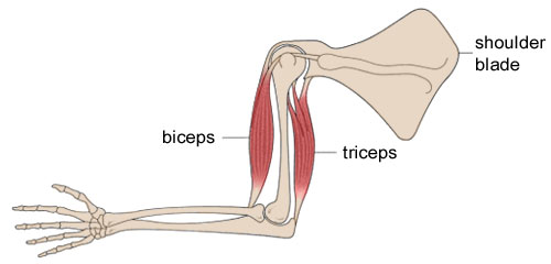 Image of biceps and triceps in the arm