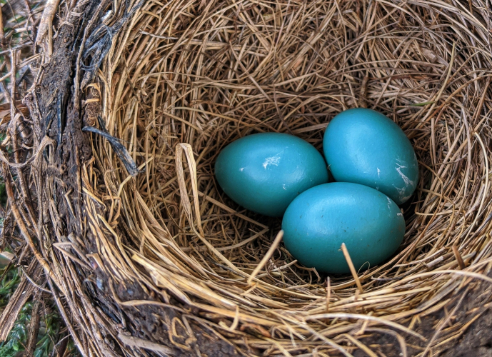 blue eggs in nest