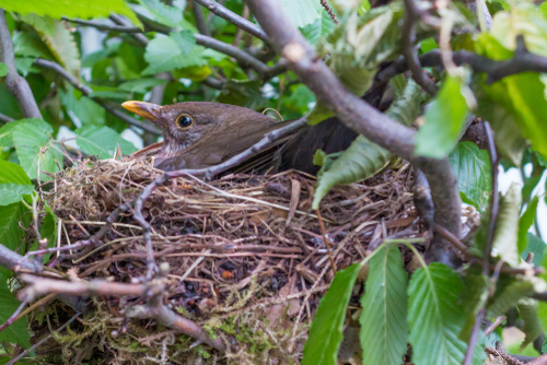 brownbird in nest