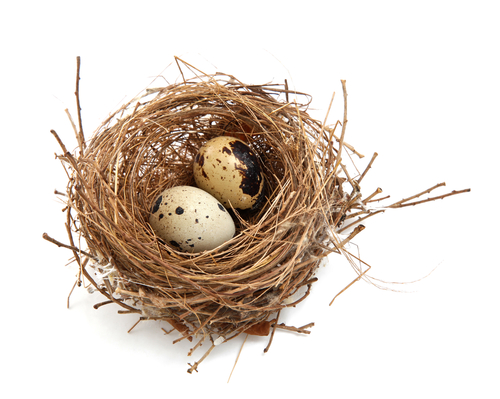 bird nest with eggs