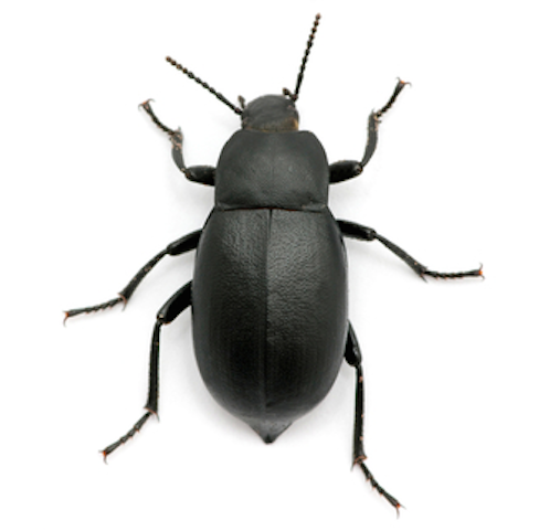 Beetle - insect