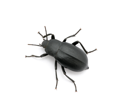 A black beetle.
