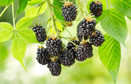 Blackberry bush