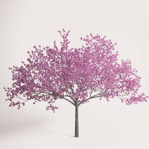 A tree with pink blossom