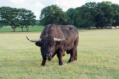 bull