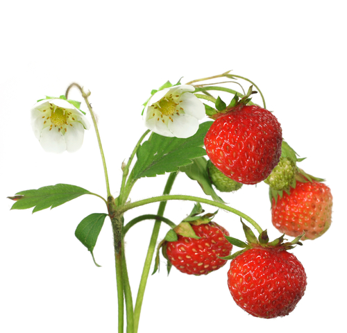strawberry bush