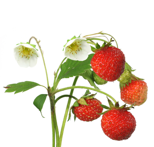 Strawberry plant