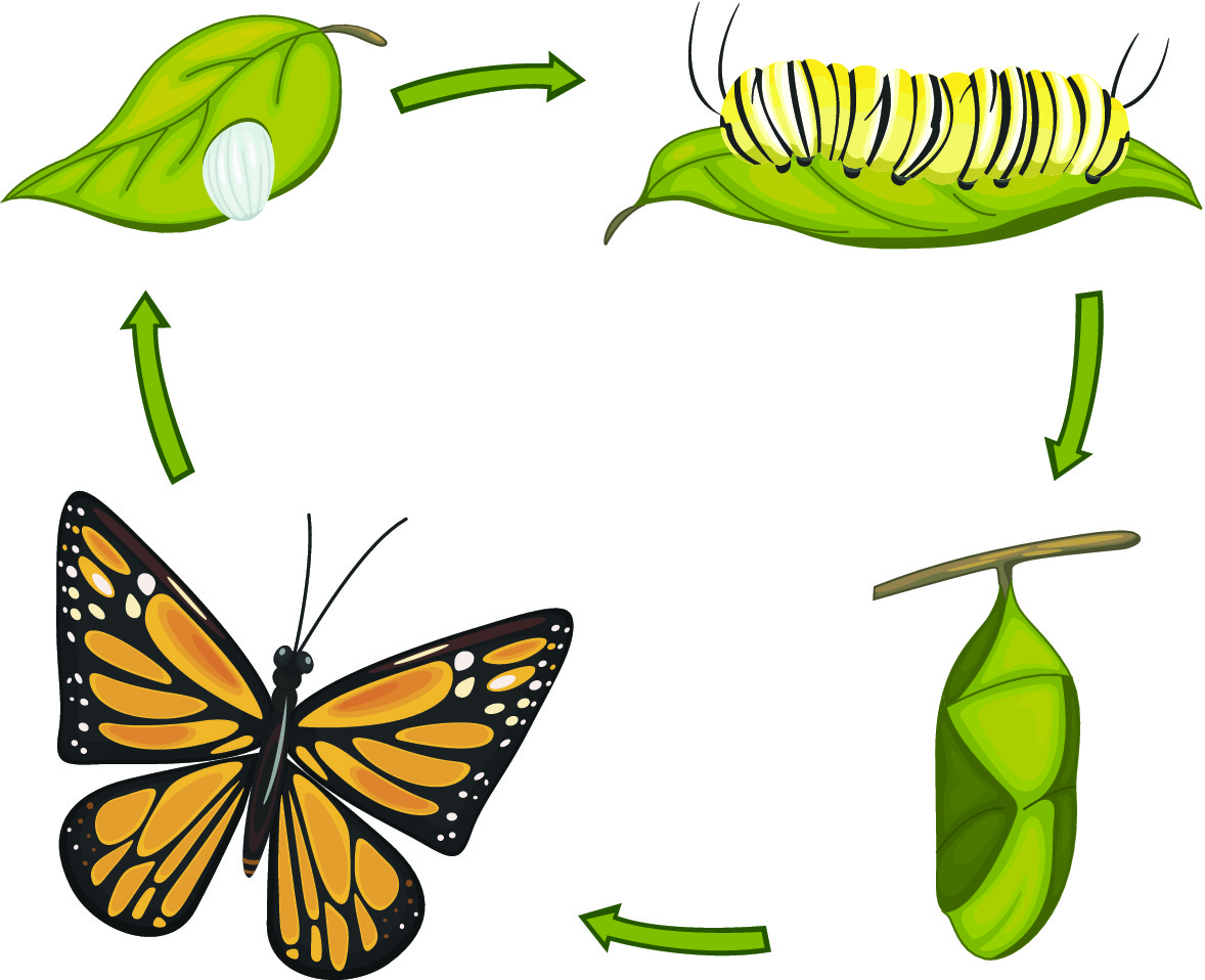 life cycle of butterfly