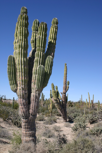 cactus in a desert landscape, northern argentina. - stock photo