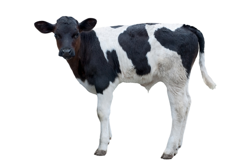 calf