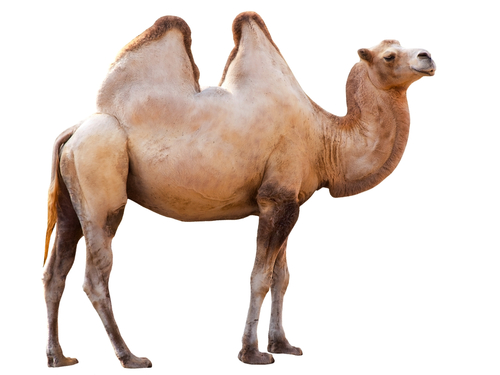 a camel