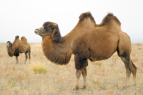 A camel