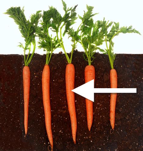 carrot plants growing underground