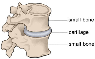 Image of two bones meeting with cartilage in the middle