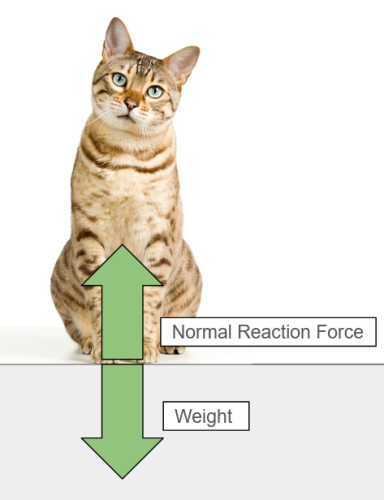 balanced forces on a cat
