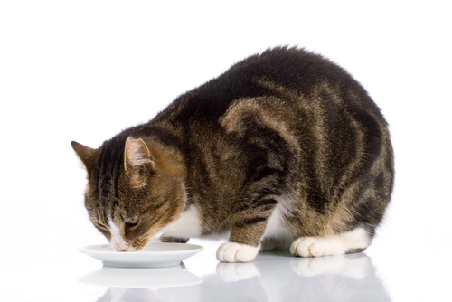 cat drinking milk