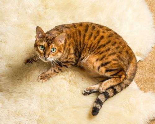 tabby cat on rug