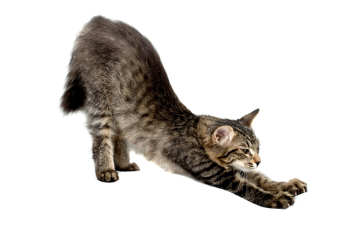 Cat stretching