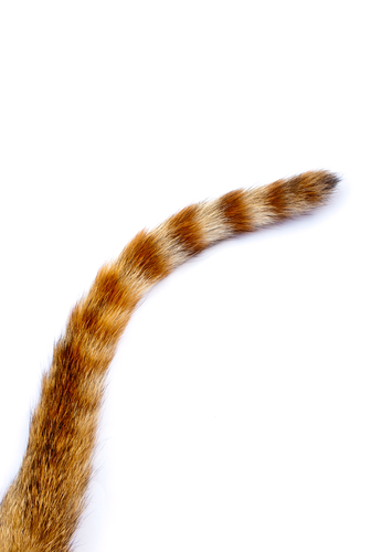cat's tail