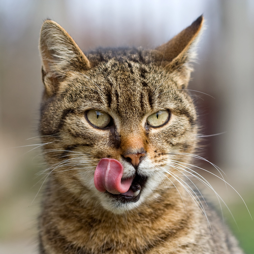 cat licking whiskers