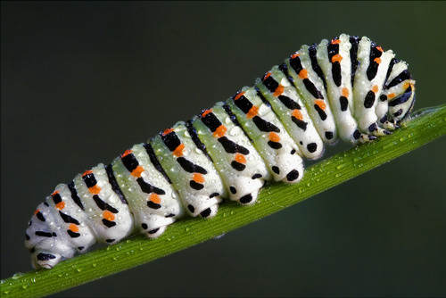 caterpillar