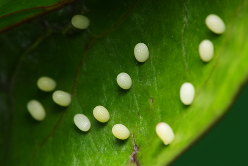 Butterfly eggs