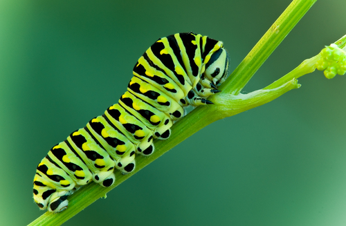 a caterpillar