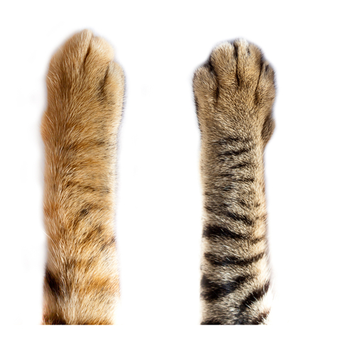 cats' paws