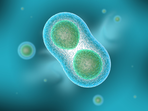 Image of cell division