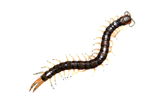 Centipede