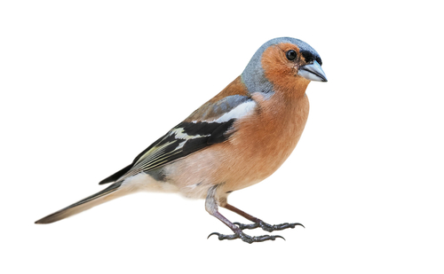 a chaffinch