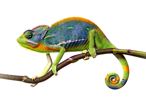 chameleon on branch