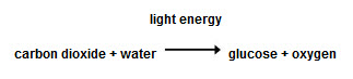 equation for photosynthesis