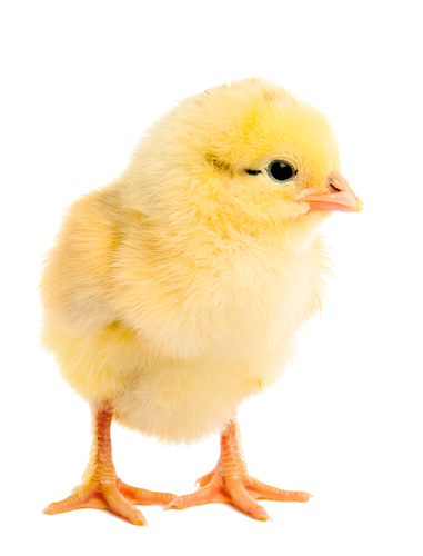 a chick