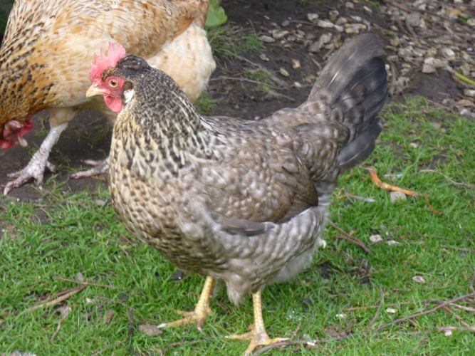 chicken in garden