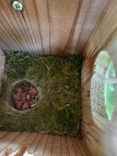Chicks in nest box