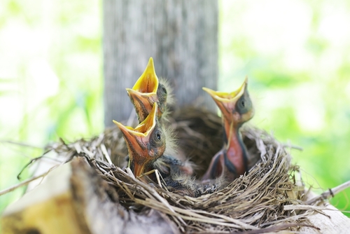 Chicks in nest