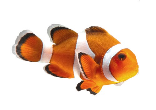 clownfish